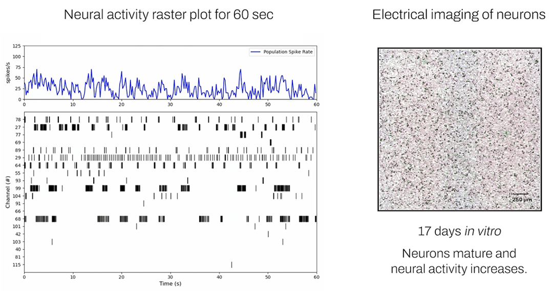neural ephys vid screengrab - mature-1